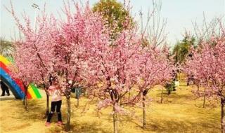 在这春暖花开的季节