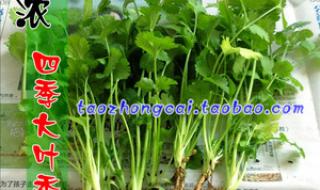 香菜种植方法和时间