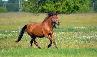 种公驴配马成功案例