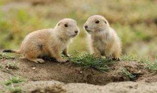 什么动物的皮肤最厚