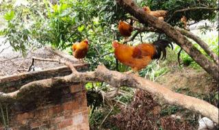 母猪上树打一个生肖