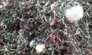 四种人不能喝蒲公英