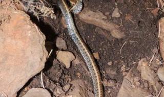 蛇的尾巴进入了我的