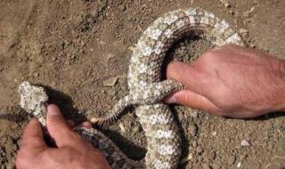 蛇的尾巴进入了我的