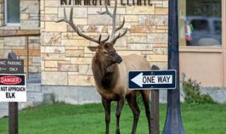 麋鹿性偏好人格测试