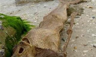 世界上真有美人鱼吗