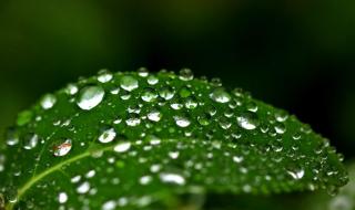 小满下雨有什么说法