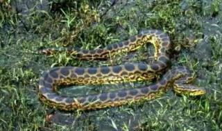 世界上最可怕的东西