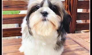 小型宠物狗品种图片