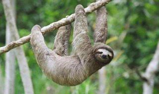 上厕所拉血怎么回事