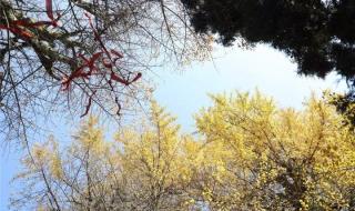 你喜欢银杏吗下一句