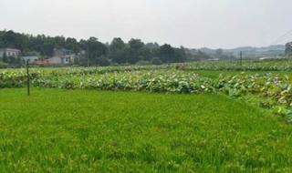 农业补贴多少钱一亩